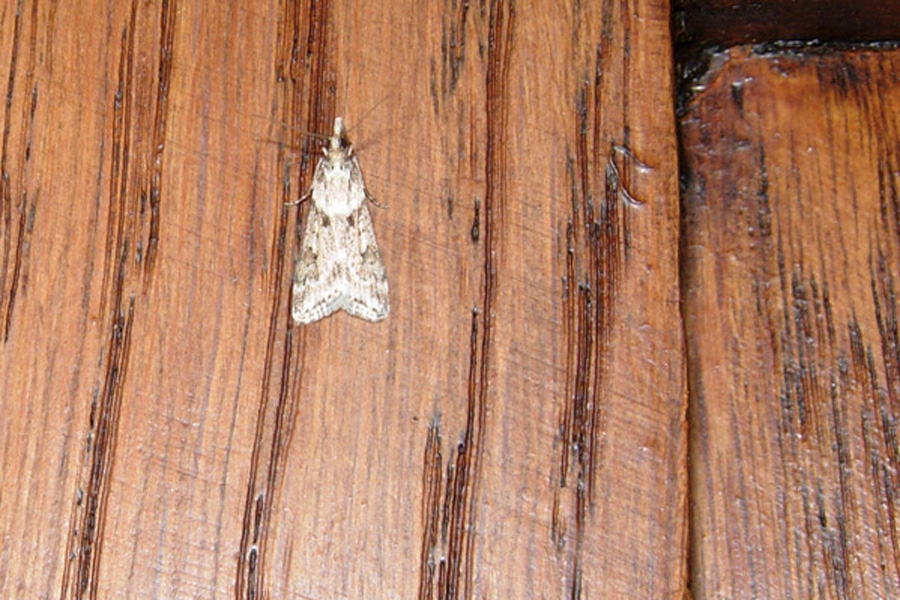 Esperia sulphurella